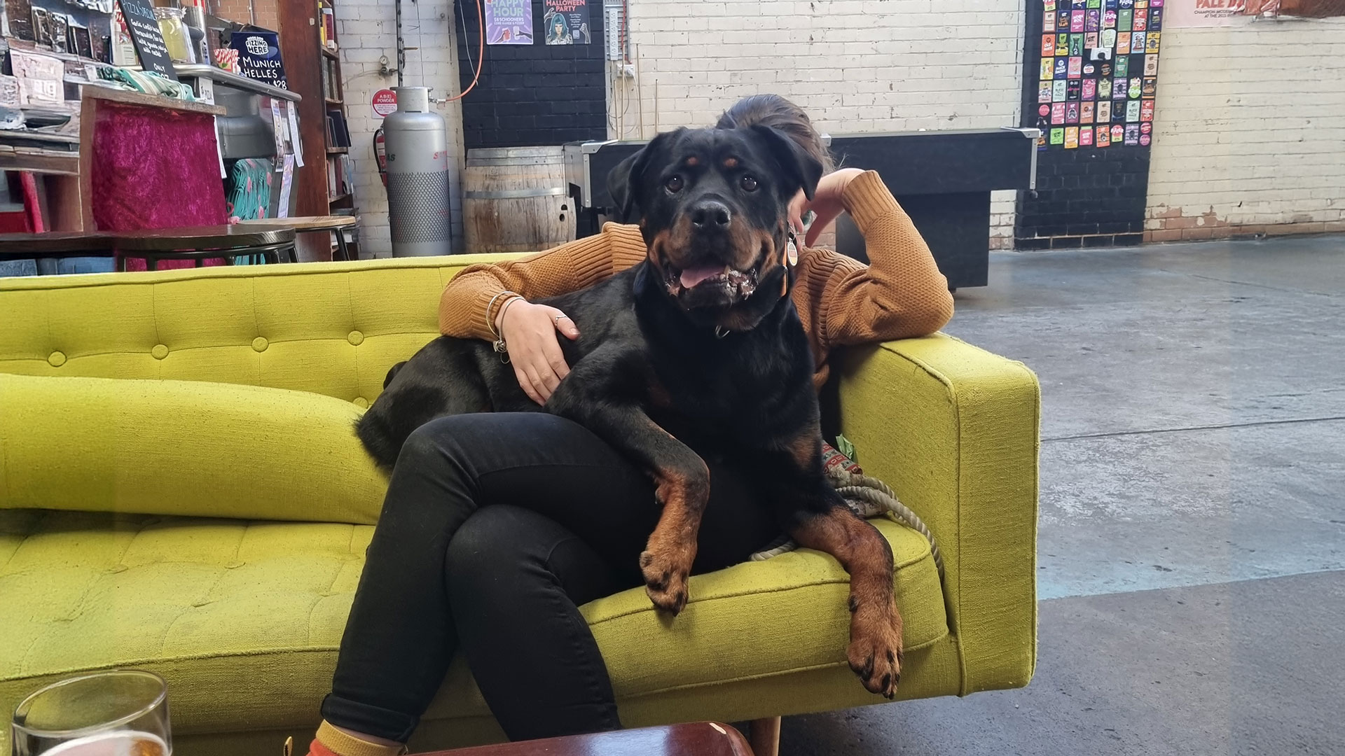 rottweiler lapdog