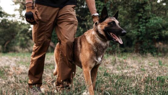 Are YOU up to the breed? Think before getting a dog